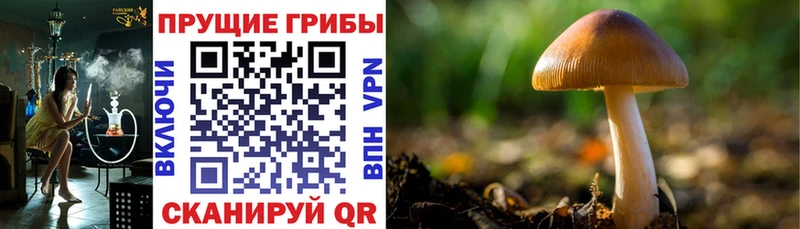 Псилоцибиновые грибы Cubensis  что такое   Тавда 